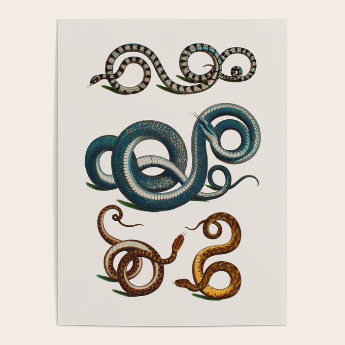 Albertus Seba Coiled Big Blue  Poster Gallery Image 4