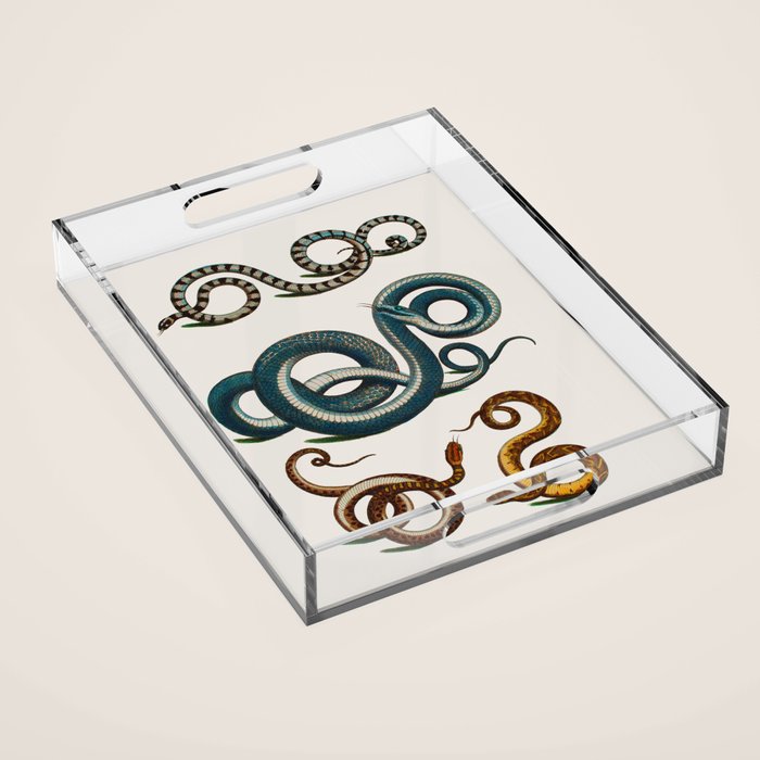 Albertus Seba Coiled Big Blue  Acrylic Tray Gallery Image 1