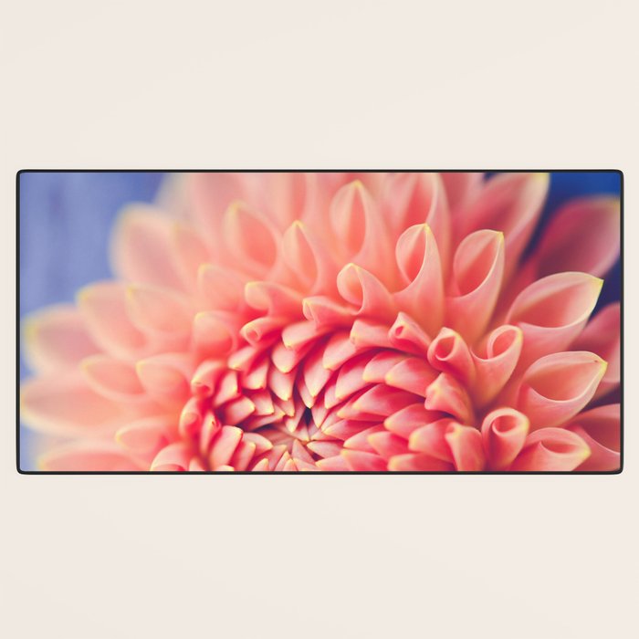 Enlightened -pink autumn dahlia flower photography Desk Mat Gallery Image 3