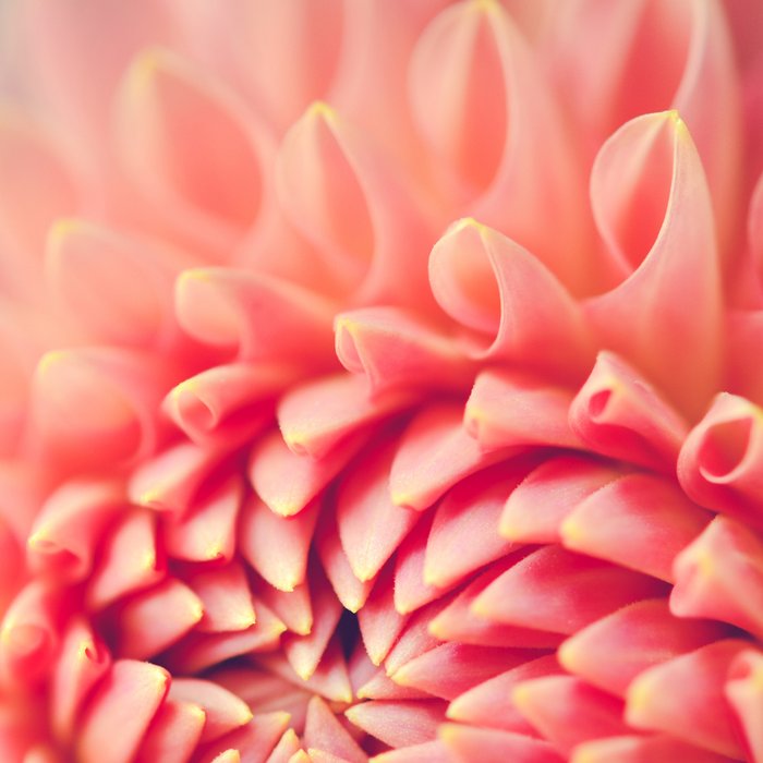 Enlightened -pink autumn dahlia flower photography Coffee Mug Gallery Image 2