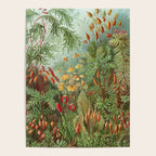 Scientific Illustration of Moss in the Forest -  Haeckel, 1904 Poster Gallery Image 4