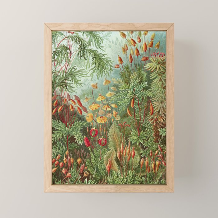 Scientific Illustration of Moss in the Forest -  Haeckel, 1904 Mini Art Print Gallery Image 1