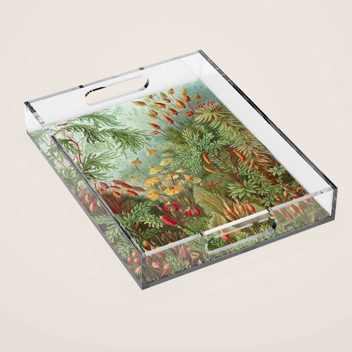 Scientific Illustration of Moss in the Forest -  Haeckel, 1904 Acrylic Tray Gallery Image 1