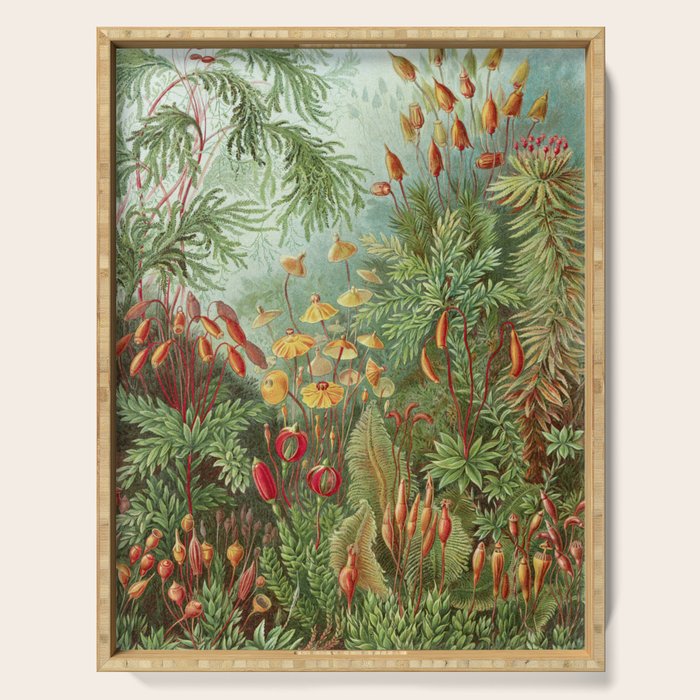 Scientific Illustration of Moss in the Forest -  Haeckel, 1904 Serving Tray Gallery Image 1