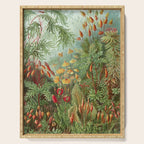 Scientific Illustration of Moss in the Forest -  Haeckel, 1904 Serving Tray Gallery Image 1