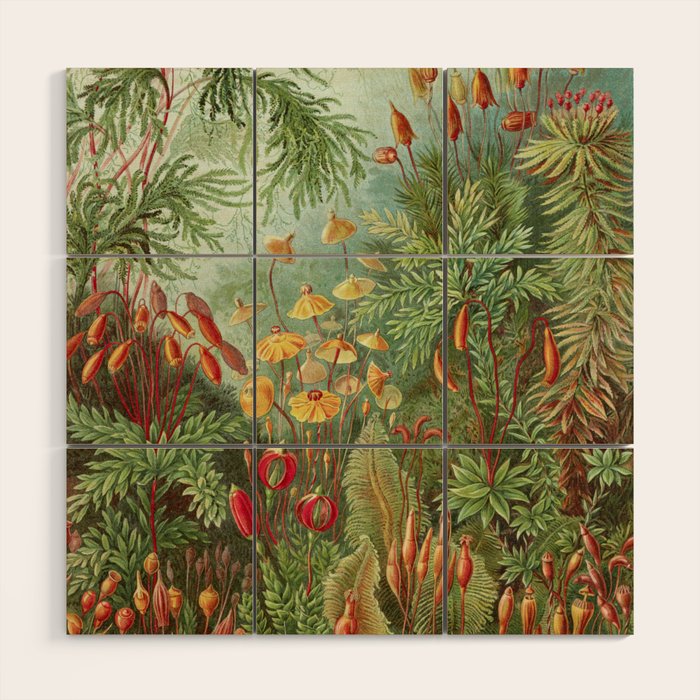 Scientific Illustration of Moss in the Forest -  Haeckel, 1904 Wood Wall Art Gallery Image 1