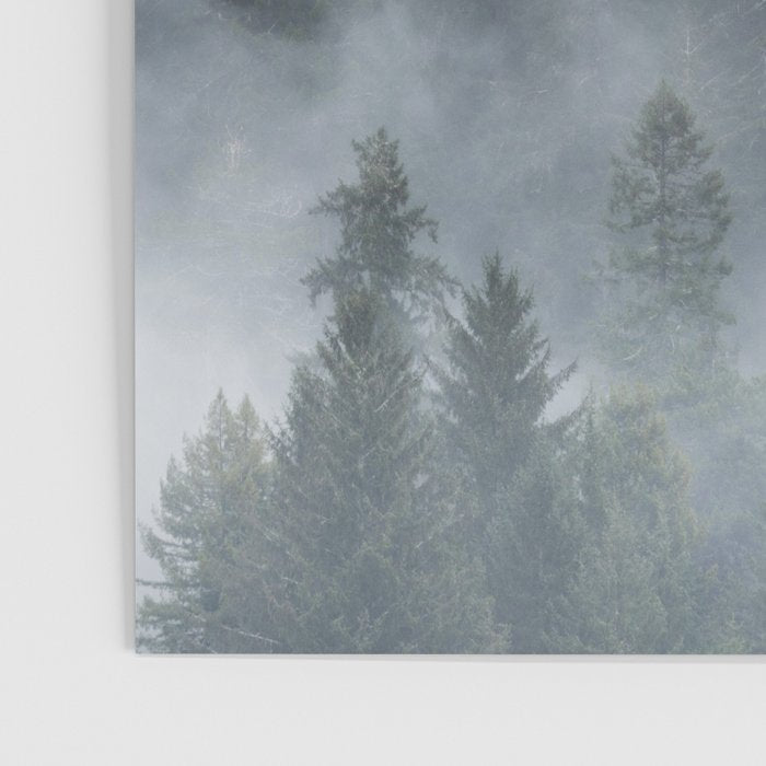 Redwood National Park Forest Fog Poster Gallery Image 3
