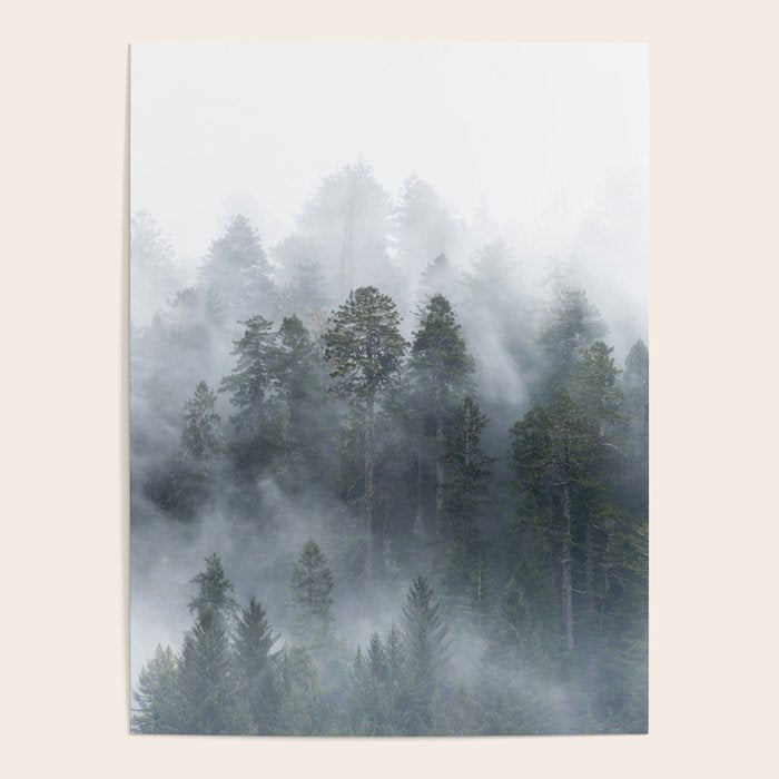 Redwood National Park Forest Fog Poster Gallery Image 4