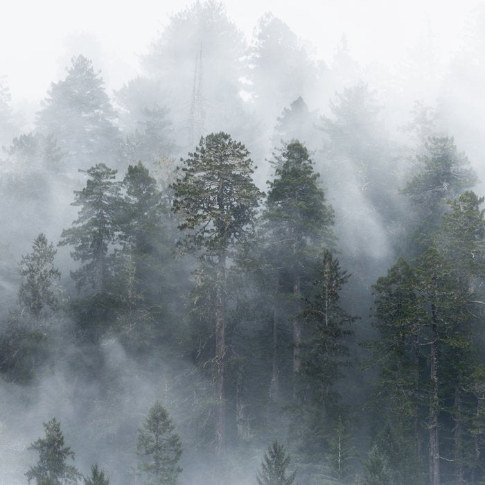 Redwood National Park Forest Fog Coffee Mug Gallery Image 2