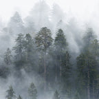 Redwood National Park Forest Fog Coffee Mug Gallery Image 2