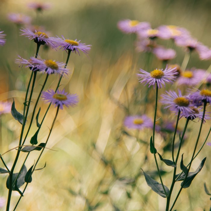 Aspen Fleabane Coffee Mug Gallery Image 2
