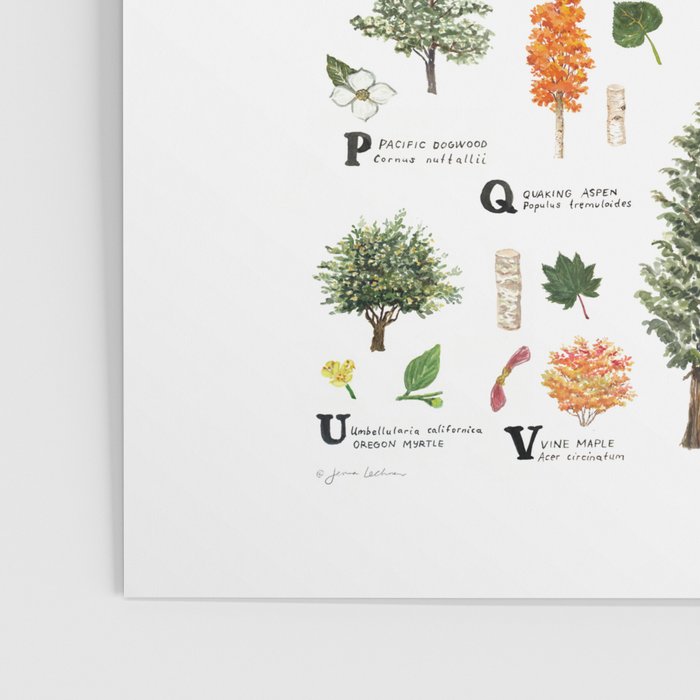 Trees of the Pacific Northwest Poster Gallery Image 3