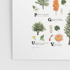 Trees of the Pacific Northwest Poster Gallery Image 3