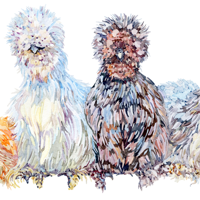 Silkie Chicken Huddle Coffee Mug Gallery Image 2