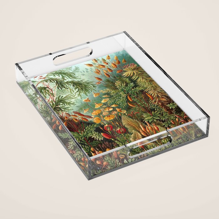 Ernst Haeckel Muscinae Microscopic Landscape Acrylic Tray Gallery Image 1