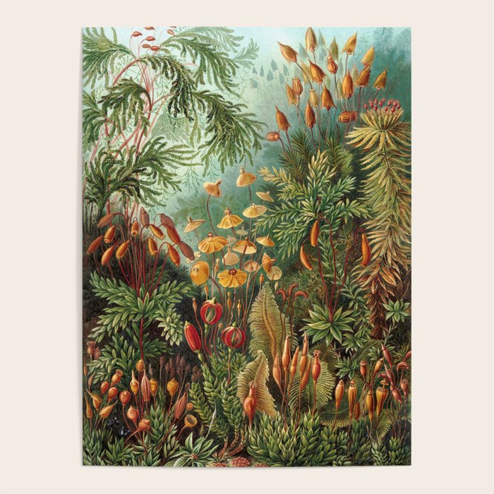 Ernst Haeckel Muscinae Microscopic Landscape Poster Gallery Image 4