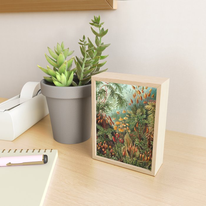 Ernst Haeckel Muscinae Microscopic Landscape Mini Art Print Gallery Image 2