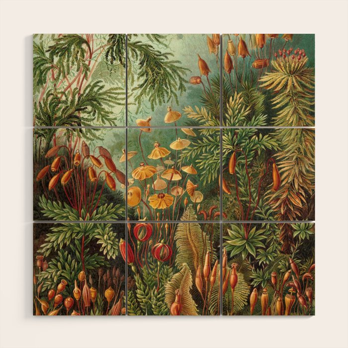 Ernst Haeckel Muscinae Microscopic Landscape Wood Wall Art Gallery Image 1