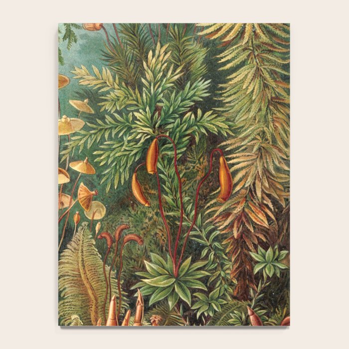 Ernst Haeckel Muscinae Microscopic Landscape Notebook Gallery Image 4