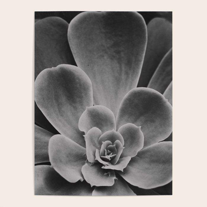 Symmetry - succulent black and white botanical Poster Gallery Image 1
