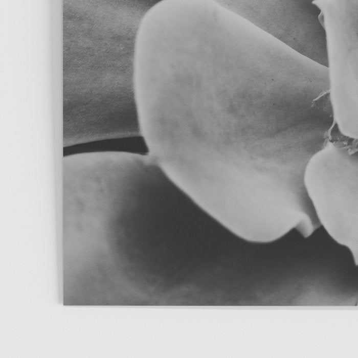 Symmetry - succulent black and white botanical Poster Gallery Image 3