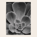 Symmetry - succulent black and white botanical Poster Gallery Image 4
