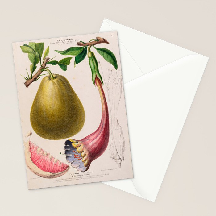 Citrus from "Flore dâAmÃ©rique" by Ãtienne Denisse, 1840s Stationery Card Gallery Image 2