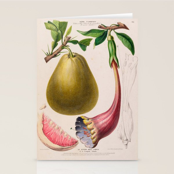 Citrus from "Flore dâAmÃ©rique" by Ãtienne Denisse, 1840s Stationery Card Gallery Image 2