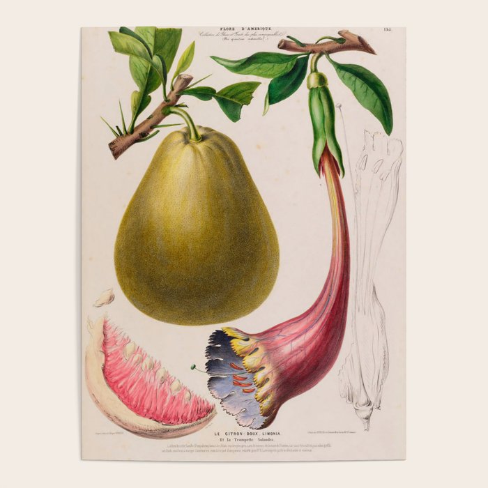 Citrus from "Flore dâAmÃ©rique" by Ãtienne Denisse, 1840s Poster Gallery Image 1