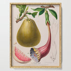 Citrus from "Flore dâAmÃ©rique" by Ãtienne Denisse, 1840s Serving Tray Gallery Image 1