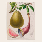 Citrus from "Flore dâAmÃ©rique" by Ãtienne Denisse, 1840s Poster Gallery Image 4