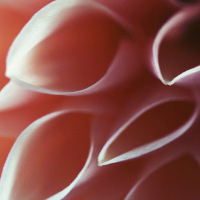 Pink Dahlia #1 Coffee Mug Gallery Image 2