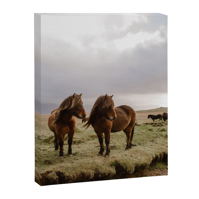 Two Icelandic Ponies Canvas Print Gallery Image 1