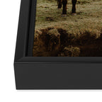 Two Icelandic Ponies Framed Canvas Print Gallery Image 3