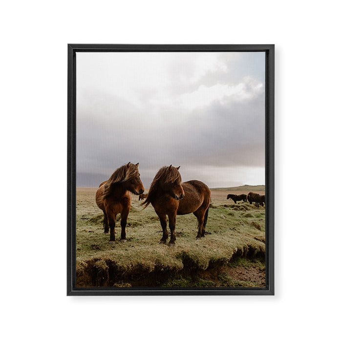 Two Icelandic Ponies Framed Canvas Print Gallery Image 1
