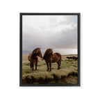 Two Icelandic Ponies Framed Canvas Print Gallery Image 6