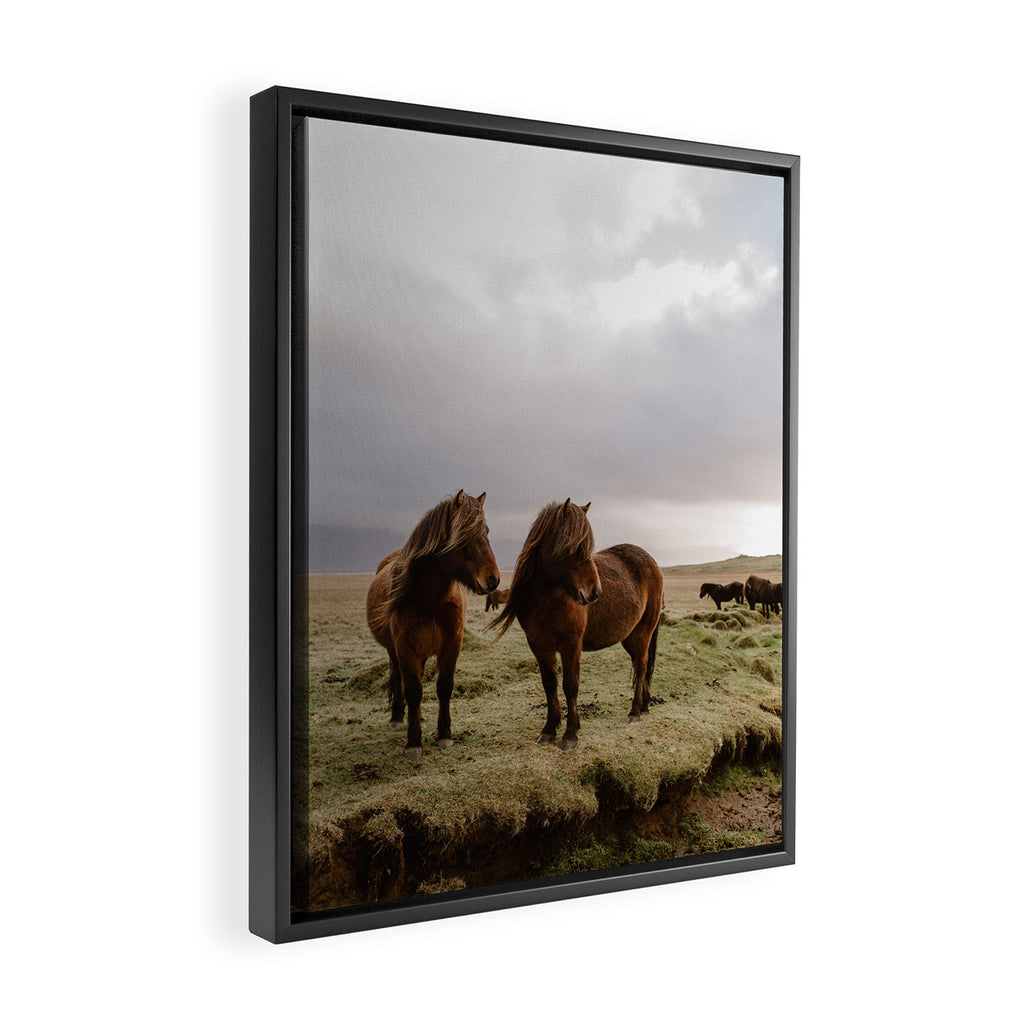 Two Icelandic Ponies Framed Canvas Print Gallery Image 2