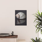 Seashell snail reflection Poster Gallery Image 2