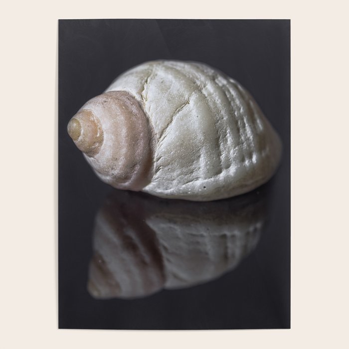 Seashell snail reflection Poster Gallery Image 4