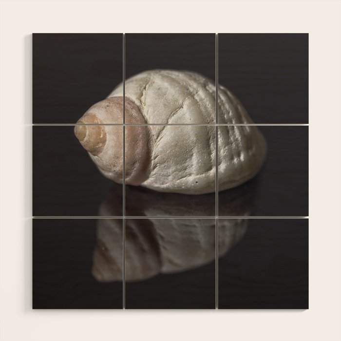 Seashell snail reflection Wood Wall Art Gallery Image 1