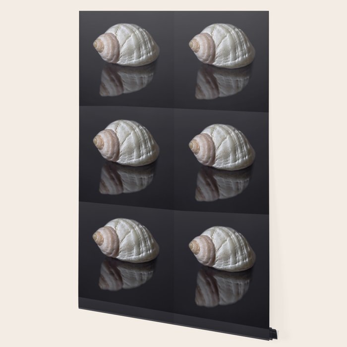 Seashell snail reflection Wallpaper Gallery Image 2