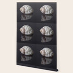 Seashell snail reflection Wallpaper Gallery Image 2