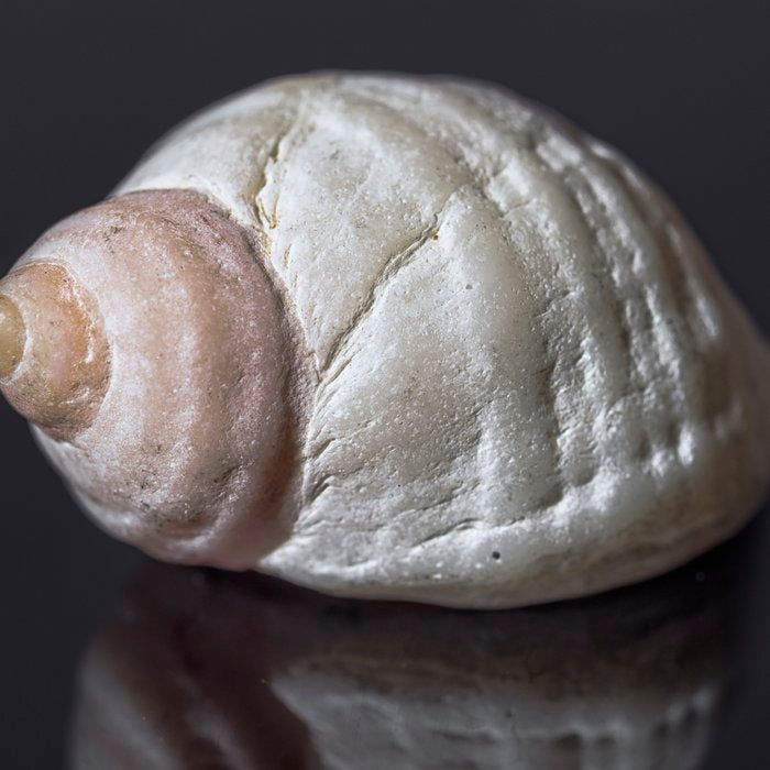 Seashell snail reflection Coffee Mug Gallery Image 2