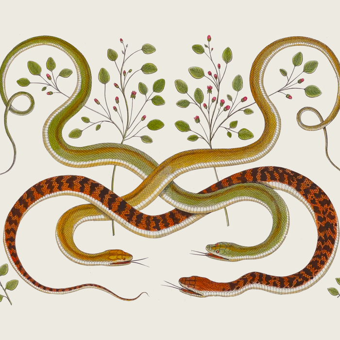 Snakes by Albertus Seba Coffee Mug Gallery Image 2