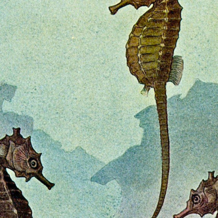 Hippocampus - Hashime Murayama - 1920 Seahorse Illustration Marine Life Coffee Mug Gallery Image 2