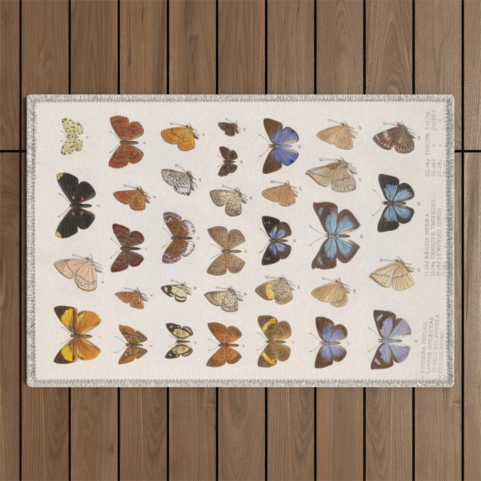 Vintage Scientific Insect Butterfly Moth Biological Hand Drawn Species Art Illustration Outdoor Rug Gallery Image 1