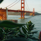 San Francisco Bridge Plant (Color) Coffee Mug Gallery Image 2