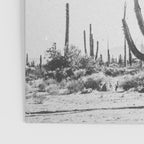 DESERT CACTUS XVII / Baja, Mexico Poster Gallery Image 3