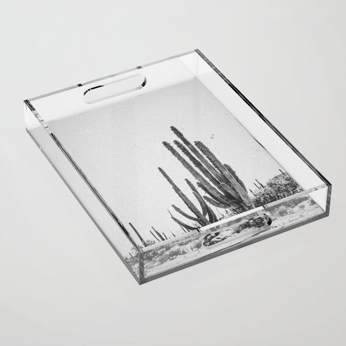DESERT CACTUS XVII / Baja, Mexico Acrylic Tray Gallery Image 1