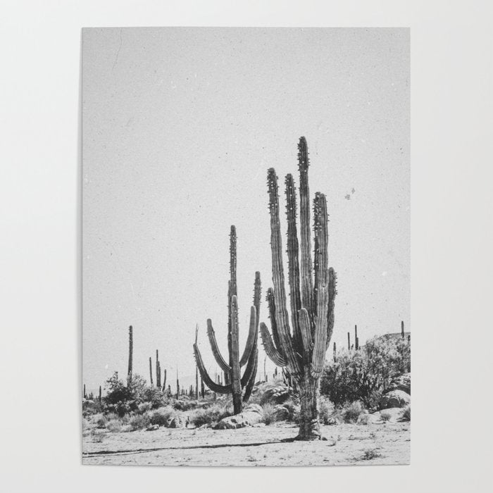 DESERT CACTUS XVII / Baja, Mexico Poster Gallery Image 4